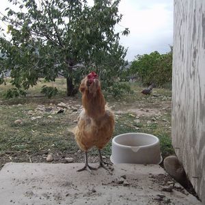 Meet your Posher, Patty